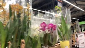 Праздничный обзор ОРХИДЕЙ из ОБИ-Лахта, Петербург.