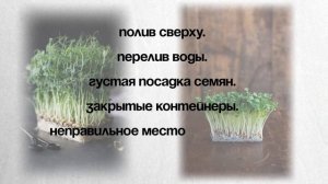 Как избежать плесени при выращивании микрозелени: про
