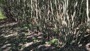 Ирга ЗАХВАТЧИК, так ли это