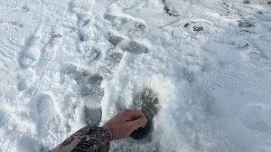 БЕШЕНЫЙ КЛЁВ СУДАКА. ЗИМНИЙ СУДАК