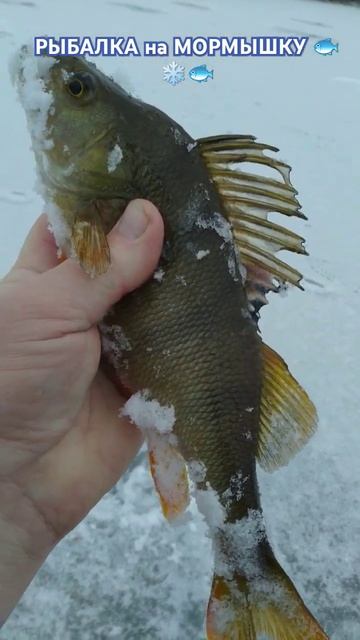 ПЕРВЫЙ ЛЁД 🌀 РЫБАЛКА на МОРМЫШКУ ❄️ природа 🌲 отдых смотреть онлайн