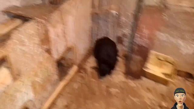 САРАЙНОЕ СОДЕРЖАНИЕ КРОЛИКОВ. КРОЛИКИ В САРАЕ. КРОЛЬЧ? смотреть онлайн