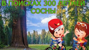 В ПОИСКАХ 300 ЛЕТНЕЙ СОСНЫ // НОВОСИБИРСК // ЗАЕЛЬЦОВСКИЙ БОР