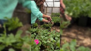 Пикировка петуньи от Петровчанки Леры #garden #gardenlife #ого?