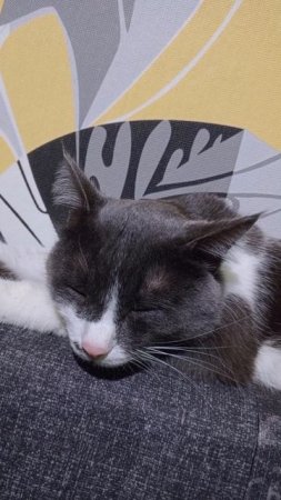 😺🩶