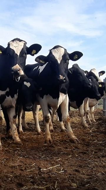 440 голов КРС Фермерское хозяйство продает. Продажа КРС смотреть онлайн