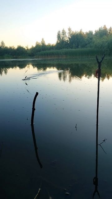 Вечерняя рыбалка. #рыбалка #fishing #nature #красотыприроды #м
