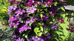 Клематис «Юлька (Julka)» цветет на пирамиде