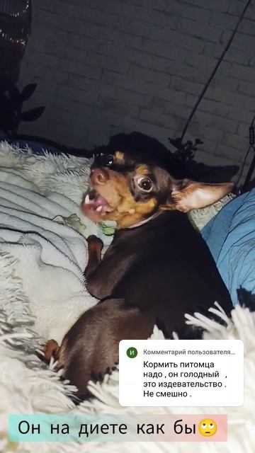 Ещё 5кг ему надо скинуть минимум!!! #мукбанг #еда #прикол смотреть онлайн