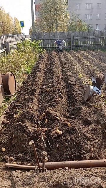 Сезон охоты за картошкой продолжается или плуг нам в п