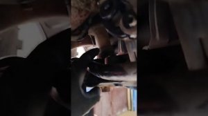 хендай акцент замена рулевой рейки