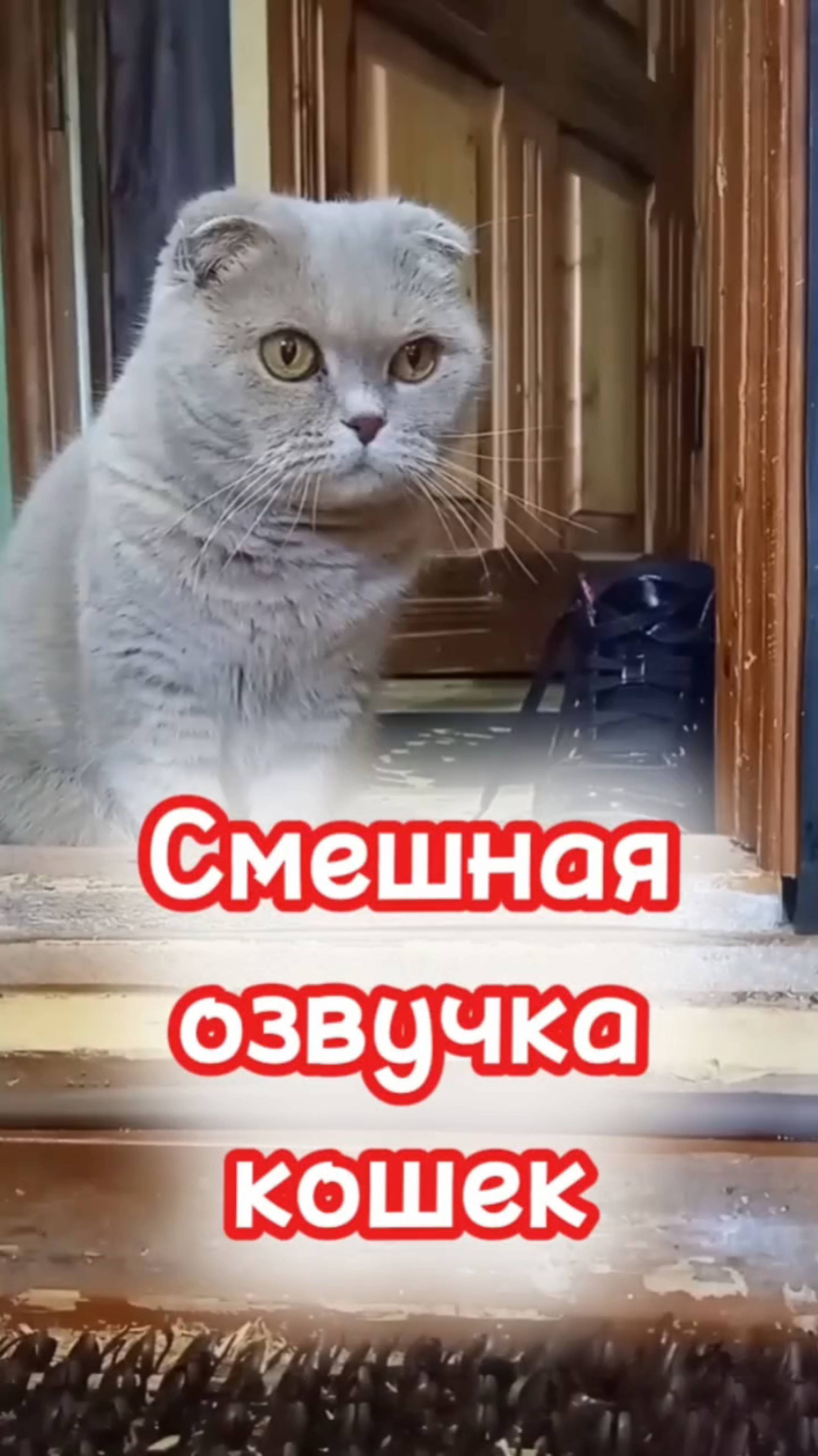 Смешная озвучка кошек 🤣