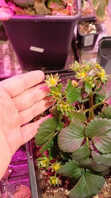 выращиваю клубнику дома #hydroponic #strawberry #гидропоника смотреть онлайн