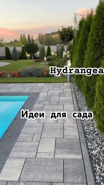 #hydrangeaflower #hydrangea #гортензия #hortensia #садгортензий #garden #panic смотреть онлайн