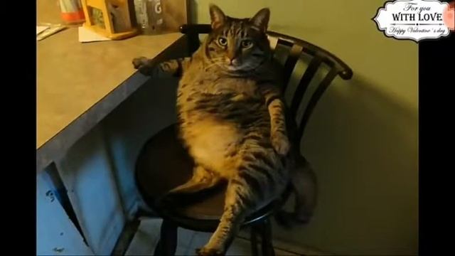 Приколы про котов , с ни очень хорошим звуком. смотреть онлайн