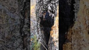 Как найти берёзовую чагу в лесу