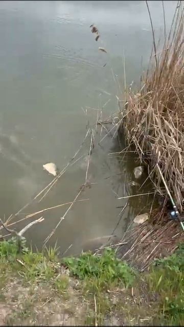 рыбалка апрель 2024 #рыбалка #карп #рекомендации #рыба #р? смотреть онлайн