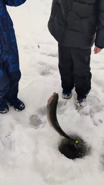 Дети ловят форель - зимняя сказка в клубе Ихтиолог