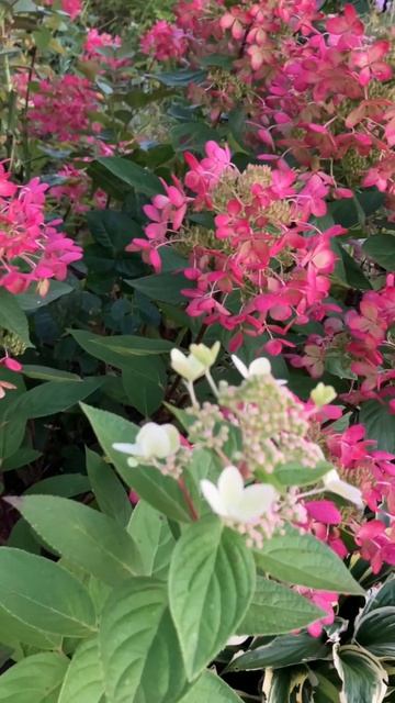 Pastelgreen💐 #hydrangea #гортензии #garden #садгортензий #осень #paste смотреть онлайн