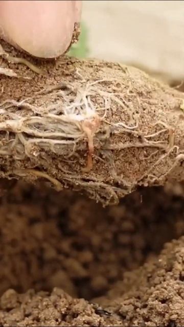 Как вырастить клубнику в горшках| Огород | Лайфхаки #shor смотреть онлайн