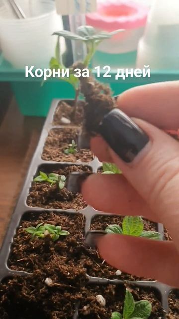 Одревесневшие черенки Метельчатой гортензии. Корни з? смотреть онлайн