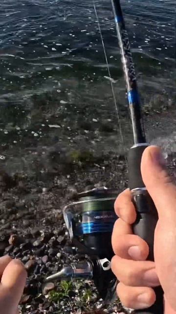 Levrek avı / sea bass fishing / ψάρεμα λαβράκι / ловля морского смотреть онлайн