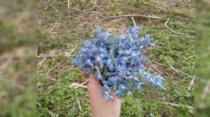 Прогулка в лесу / сбор дикоросов /Южно-Сахалинск