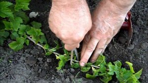 Размножаю смородину