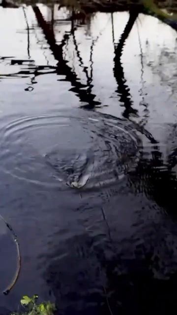 Приманка лягушка поверхностная #fishing #рыбалка #spinning #fish смотреть онлайн