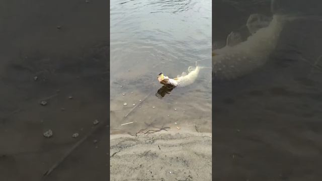 #fishing #рыбалка #рыбалка2024 #спиннинг #щука #поймалотпуст? смотреть онлайн