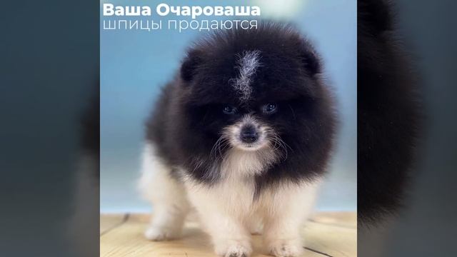 Дети Патрины смотреть онлайн