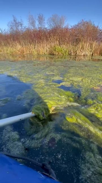 Рыбацкий САЛАТ ЧУКА #рыбак #рыбалка #fishing #поймалотпуст смотреть онлайн