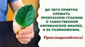 Вы видели, как появляются детки у нежной фиалки? Мастер-класс показывает прекрасная Гузалия.