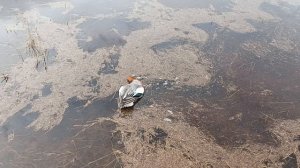 Селезень 🦆 ,свиязь,весна 2025.mp4