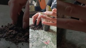 Как посадить детку орхидеи
