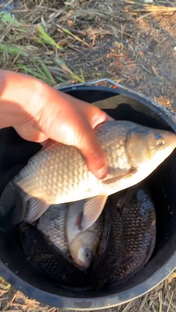 Наловил крупного карася на маленькой речке Мокрая Сур смотреть онлайн