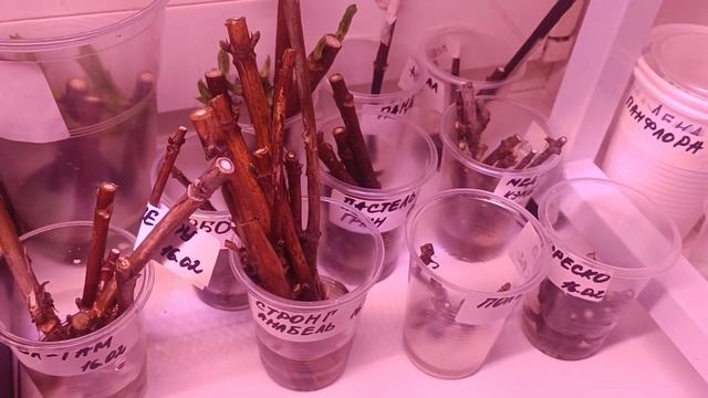 Зимнее черенкование метельчатых гортензий почкой и о? смотреть онлайн