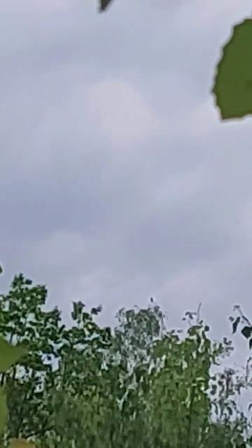 На самой верхушке берёзы сидит и слетает кукушка. смотреть онлайн