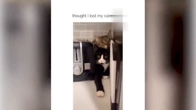 КотЭ 10