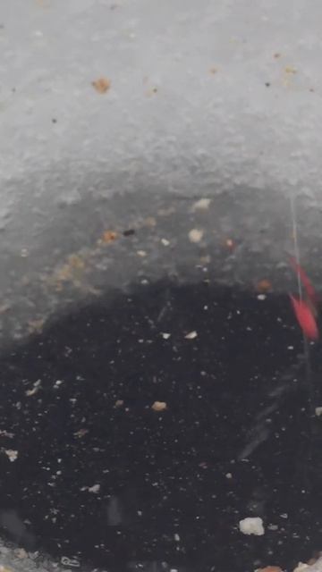 Две рыбы на один крючок ! #Shorts смотреть онлайн