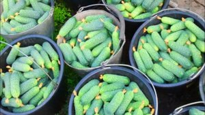 🥒 ВЫ НЕ ПОВЕРИТЕ, НО ЭТО ЛУЧШАЯ ПОДКОРМКА ДЛЯ ОГУРЦОВ В АВГУСТЕ 🥒