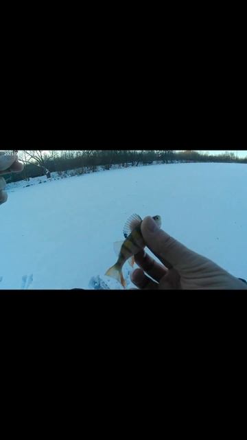 Очередной маленький бандит.#ловляокуня #зимняярыбалк? смотреть онлайн