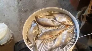 Мой рецепт быстрого вяления рыбы.