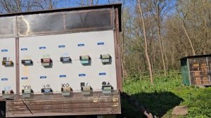 8 апреля 2024 г. Пчеловод Лечи Базаев, село Самашки Ачхо?