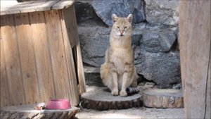 Красавица камышовая кошка и её неуловимые котята 05.05.2025