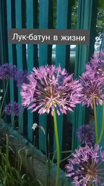 лук батун в игре и в жизни смотреть онлайн