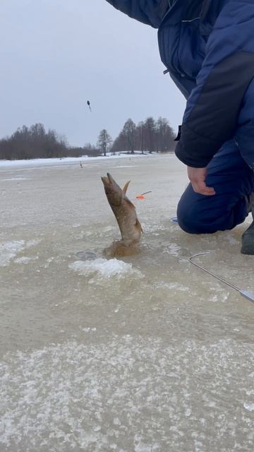 💥 #вязники #рыбалка #щука #жерлицы #fishing #rusfishing смотреть онлайн