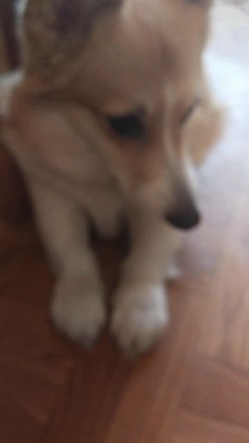 Когда корги не хочет есть корм / When a Corgi Doesn't Want to Eat Food #sh смотреть онлайн