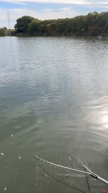 Рыбалка в Омске 🐟🎣#омск#рыбалка#карп#форель смотреть онлайн