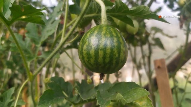 Арбуз: Интересные факты и секреты о большой ягоде 🍉 смотреть онлайн